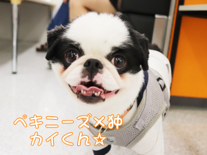 卒業生が愛犬と遊びに来てくれました♪